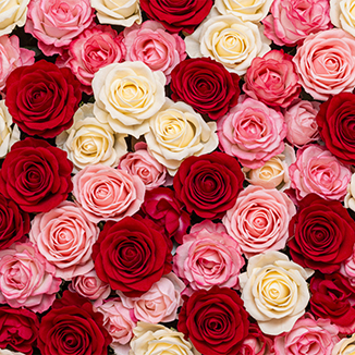Fresh Flowers